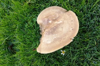 Seltene Entdeckung im Erzgebirge: Dieser Pilz liebt feuchtes Herbstwetter - Der Lilastielige Rötelritterling wurde im Erzgebirge entdeckt.