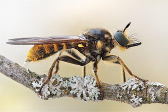 Seltene Mordfliegen in Sachsen aufgespürt - Ähnlich wie Waldameisen oder Spinnen sind Raubfliegen als Jäger wichtige Regulatoren in Ökosystemen. Nun haben Insektenkundler die Fransen-Mordfliege (Chorerades fimbriata/im Bild ein Weibchen) am Großen Winterberg im Nationalpark Sächsische Schweiz entdeckt. Sie gilt als Profiteur des Klimawandels.