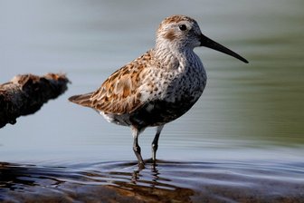 Seltene Vögel auf Wismutfläche am Rande von Crossen entdeckt - Der Alpenstrandläufer ist bei seiner Rast in Crossen gesichtet worden.