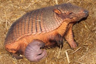 Seltener Anblick: Gürteltier-Babys in österreichischem Zoo - Ein Gürteltierweibchen und ihr Junges.