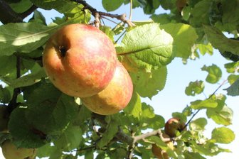 Seltener Apfel kommt nach Sachsen zurück - 