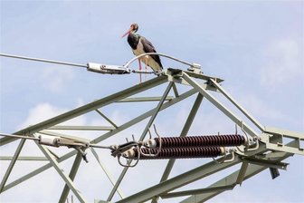 Seltener Gast in der Stadt: Schwarzstorch in Plauen gesichtet - Auf dem Umspannwerk an der Uferstraße in Plauen verweilte am Sonntag ein Schwarzstorch und hielt Ausschau.