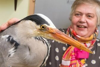 Seltener Gast landet mit Kloß im Hals - Der Graureiher, der derzeit in der Tierschutzstation aufgepäppelt wird, genießt die Streicheleinheiten von Mitarbeiterin Simone Klaus.