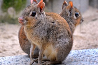 Seltener Neuzugang im Zoo der Minis - Der Zoo der Minis in Aue kann mit einem ungewöhnlichen Neuzugang aufwarten: mit zwei Zwergmaras.