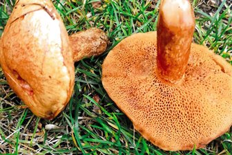 Seltener Pilz erstmals im Erzgebirge entdeckt - Ist im Erzgebirge entdeckt worden: der sogenannte Rostrote Lärchen-Röhrling, auch Suillus tridentinus genannt.