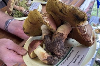 Seltener Pilz im Erzgebirge entdeckt: Anhängselröhrling bevorzugt eigentlich wärmere Gegenden - Die Anhängselröhrlinge haben ihren Name von einem Fortsatz an der Stielbasis.