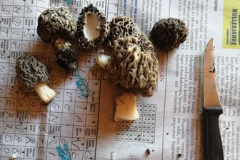 Seltener Pilz im Erzgebirge entdeckt - Experte warnt vor gefährlichem Doppelgänger - Spitzmorcheln sind jetzt in Bad Schlema gefunden worden.
