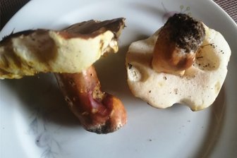 Seltener Pilz im Erzgebirge gefunden: Hasenröhrling kommt in den Schaukasten - In Lauter wurde ein seltener Hasenröhrling gefunden.