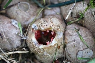 Seltener Pilz in Reichenbach - 
