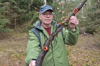 Seltener Pilzfund im Erzgebirge: Zschorlauer stolpert bei Spaziergang über Prachtbecherling - Der Prachtbecherling wächst immer auf abgestorbenem Laubholz. So auch im Fall des Fundes von Stefan Wolf aus Zschorlau. Seinen Fund hat er aber im Wald gelassen.