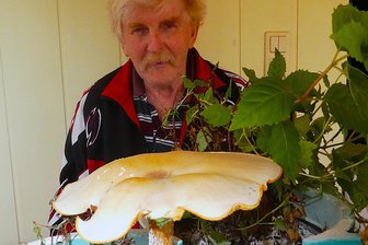 Seltener Pilzfund in Glauchau: „So etwas sieht man nur einmal“ - Fritz Grundmann fand in seinen Fuchsien diesen seltenen Pilz.