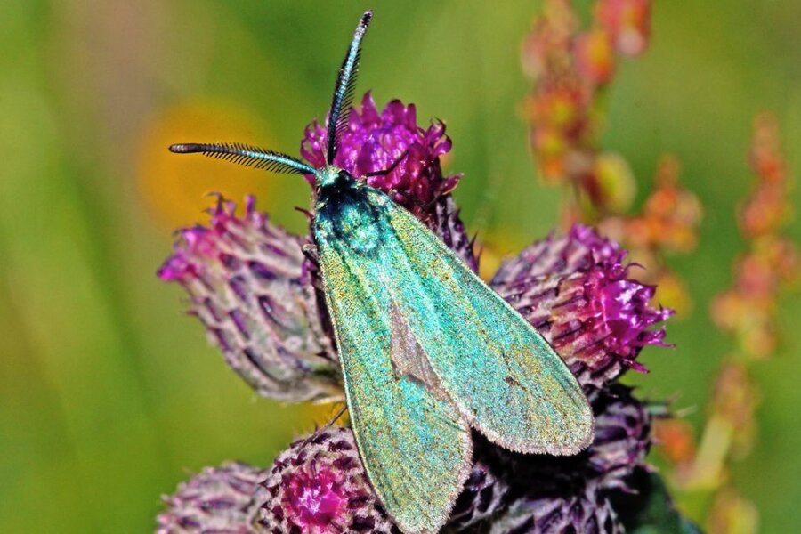 Seltener Schmetterling lebt auch im Vogtland - Das Ampfer-Grünwidderchen fällt dem Betrachter zuerst wegen seiner grün-blau metallisch glänzenden Flügel auf.