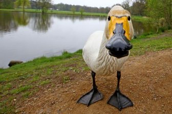 Seltener Vogel im Park gibt Rätsel auf -