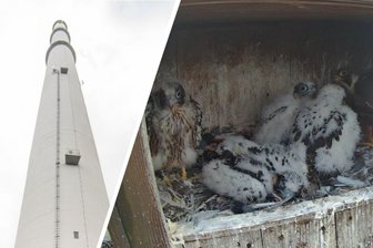 Seltenes Naturschauspiel im Erzgebirge: Riesen-Esse in Aue wird zum Brutplatz für Raubvögel - In 100 Metern Höhe brüten auf dem Schornstein der Nickelhütte in Aue Wanderfalken.
