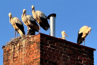 Seltenes Naturschauspiel: Rund zehn Störche versammeln sich nahe Oederan - Daniel Ostmann hat fünf Weißstörche gleichzeitig auf einem Schornstein in Memmendorf bei Oederan fotografiert. Nach seiner Beobachtung umfasste der Trupp insgesamt zehn Tiere.