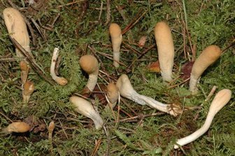Seltenes Pustelkeulchen gefunden - Das Ledergelbe Pustelkeulchen.