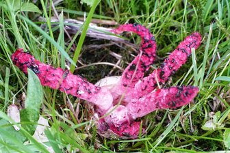 Seltsames Gewächs breitet sich auf Kuhberg in Scharfenstein aus - Fünf Tentakel hat dieser Tintenfischpilz im Garten der Familie Urban in Scharfenstein.
