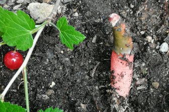 Seltsames Gewächs in Schwarzenberg gefunden – stammt es aus Nordamerika? - Dieser seltene Pilz wurde in Schwarzenberg gefunden.