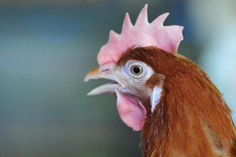 Seniorenheim erhält Hühnerstall -