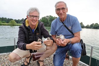 Sensationelle Entdeckung auf Stausee in Glauchau - Jens Hering (links) und Dieter Kronbach präsentieren den Nachwuchs der Flussseeschwalben, die sich auf der Brutinsel im Glauchauer Stausee angesiedelt haben.