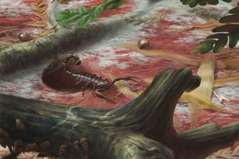 Sensationsfund wird nach Chemnitzer Geologen benannt - Den Namen Opsieobuthus tungeri hat Ronny Rößler, der Direktor des Museums für Naturkunde Chemnitz, der fossilen Skorpionart verliehen.
