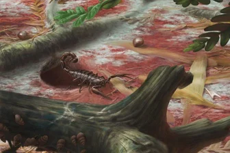 Sensationsfund wird nach Chemnitzer Geologen benannt - Den Namen Opsieobuthus tungeri hat Ronny Rößler, der Direktor des Museums für Naturkunde Chemnitz, der fossilen Skorpionart verliehen.