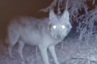 Sichtung bei Crinitzberg: Wolf geht nach Wochen in die Fotofalle - 
