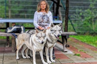 Sie haben im Erzgebirge für Aufsehen gesorgt: Wolfhunde Freya und Tjelvar finden ihr Glück in Hessen - Else Baldamus mit den beiden Wolfhund-Mischlingen Freya und Tjelvar. Sie und ihr Mann haben sie aus dem Tierheim "Neu-Amerika" bei Annaberg zu sich nach Hessen geholt. Im Erzgebirge hatte das Duo einst für Schlagzeilen gesorgt.