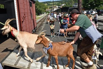 Sie ist die Schönste im Erzgebirge: Fränzi gewinnt tierischen Schönheitswettbewerb - Einsteigen, bitte: Heiko Uhlig führt die erprobten Mimi und Karli in den Güterwaggon der Preßnitztalbahn.
