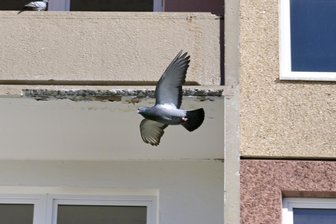 „Sie kommen in Riesenschwärmen“: Zwickauer Wohngebiet ächzt unter Taubenplage - Tauben haben Wohnblöcke in Zwickau-Planitz erobert: Sie nisten und brüten gern auf leeren Balkons.