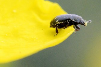 Sie kommen mit der Wärme: Schädlinge bedrohen auch Ernte im Erzgebirge - Der winzige Rapsglanzkäfer kann großen Schaden anrichten.