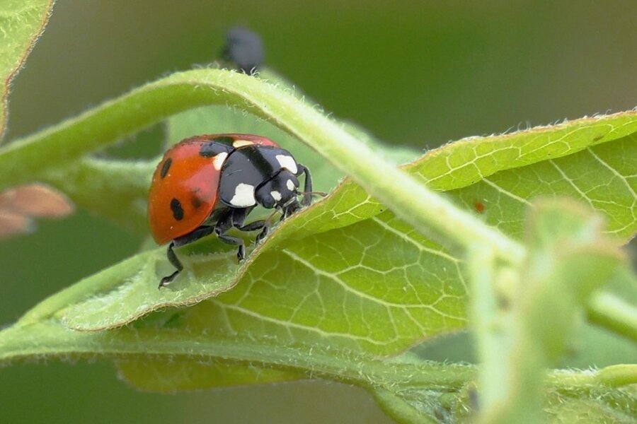 Sieben Ideen für gesunde Pflanzen - Marienkäfer sind ein Zeichen für ein intaktes Ökosystem. 