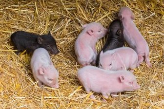 Sieben Mikroschweine im Zoo der Minis geboren -