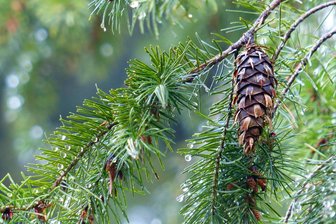 So begrüßt Plauen seine Babys: Bäumchen für neues Leben - Douglasien wurden im Plauener Zukunftswald für Neugeborene gepflanzt.