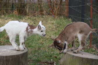 So ein Gemecker! Neunfacher Ziegennachwuchs auf dem Ferienhof in Falkenau - Spielen steht ganz groß auf der Tagesordnung der kleinen Ziegen auf dem Ferienhof in Falkenau.