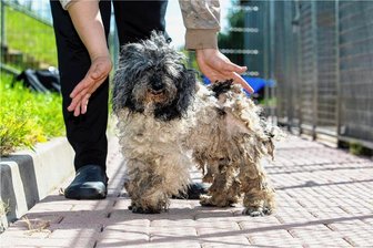 So finanziert sich das Tierheim Kandelhof - Auf dem Kandelhof in Krebes. Vor zwei Jahren nahm das Tierheim aus dem oberen Vogtland 15 Pudel im üblen, verwahrlosten und kranken Zustand auf. Das Veterinäramt hatte sie der in Not geratenen und mit den Hunden deshalb überforderten Eigentümerin entnommen.