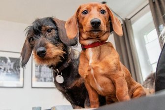 So geht es dem Dackel-Duo Maja und Willi im neuen Zuhause - Dackel Happy End: Willi (rechts) mit Adoptivschwester Elli im neuen Heim in Fasendorf.