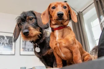 So geht es dem Dackel-Duo Maja und Willi im neuen Zuhause - Dackel Happy End: Willi (rechts) mit Adoptivschwester Elli im neuen Heim in Fasendorf.