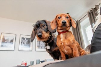 So geht es dem vogtländischen Dackel-Duo Maja und Willi im neuen Zuhause - Dackel Happy End: Willi (rechts) mit Adoptivschwester Elli im neuen Heim in Fasendorf.