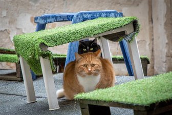 So geht es mit der Katzenstation in Flöha weiter - Im aktuellen Domizil in der Buntpapierfabrik haben die Katzen eine Dachterrasse als Freigang-Option. Das wird es im neuen Gebäude nicht mehr geben.