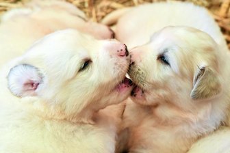 So niedlich: Sechs Hundewelpen im Livestream - 