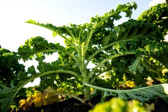 So robust ist Blattkohl: Die Nutzpflanze des Jahres übersteht auch einen harten Vogtland-Winter - Blattkohl, dazu gehört auch der Grünkohl, ist zur Nutzpflanze des Jahres gekürt worden.