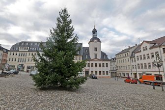 So sieht der Glauchauer Weihnachtsbaum aus - Eine etwa 15 Meter hohe Douglasie ziert seit Donnerstag den Glauchauer Marktplatz.