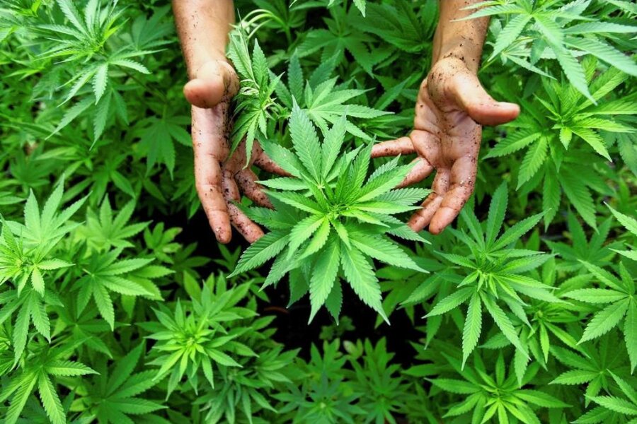 So umstritten ist die Cannabis-Legalisierung im Vogtland: "Die Kontrolle wird schwierig" - Blütenstände und zu Harz gepresste Teile der Cannabis-Pflanze werden als Marihuana und Haschisch verkauft.