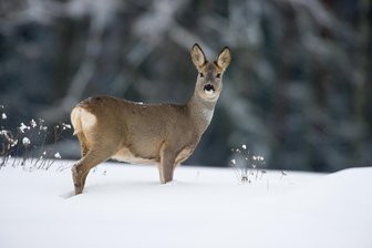 So viel Wild haben die Jäger im Wald geschossen - Rehwild wurde am Donnerstag zur Drückjagd in Brunn bei Auerbach erlegt (Symbolbild).