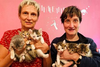 So viele Katzen wie noch nie: Tierheim im Erzgebirge platzt aus allen Nähten - Susanne Trommler (l.) und Diana Glöckner vom Tierheim Bockau schmusen gern mit den niedlichen Kitten. Doch die große Anzahl der kleinen und großen Stubentiger bereitet ihnen mitunter Sorge.