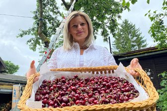 So viele Kirschen im Vogtland: Was tun mit all den Früchtchen? - Herkommen und Schüssel mitbringen: So lädt Susann Bauer von der Gartensparte „An der Talsperre" in Falkenstein zum Kirschen-Naschen ein.