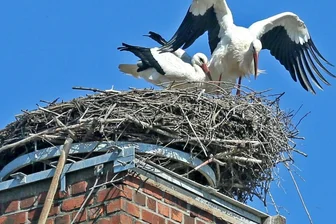 So viele Störche wie noch nie im Landkreis Zwickau - Das Storchennest auf dem Schornstein der ehemaligen Textilwerke Mülsen im Zwickauer Ortsteil Mosel ist auch in diesem Jahr von einem Paar besetzt. Nur ein Jungvogel ist dort geschlüpft.