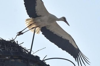 So viele Störche wie noch nie in Westsachsen - Auf dem Schornstein an der Waldenburger Straße in Limbach-Oberfrohna hatten sich im vergangenen Jahr Störche eingefunden. Und auch dieses Jahr ist der Platz wieder besetzt.
