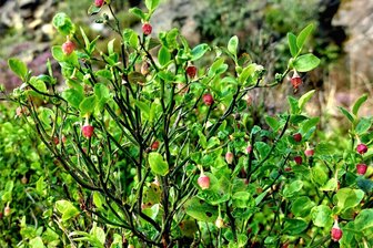 Sommerbilanz: Sehr warm und im August sehr nass - Blaubeeren (Foto) und Walderdbeeren stehen im oberen Vogtland bereits zum zweiten Mal in der Blüte.